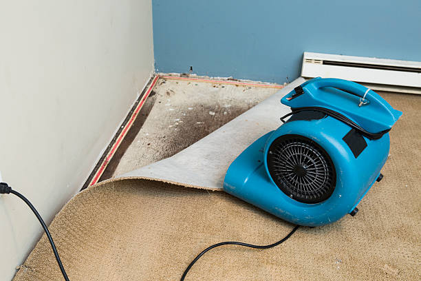 Best Water damage mitigation services  in Wayne, IL